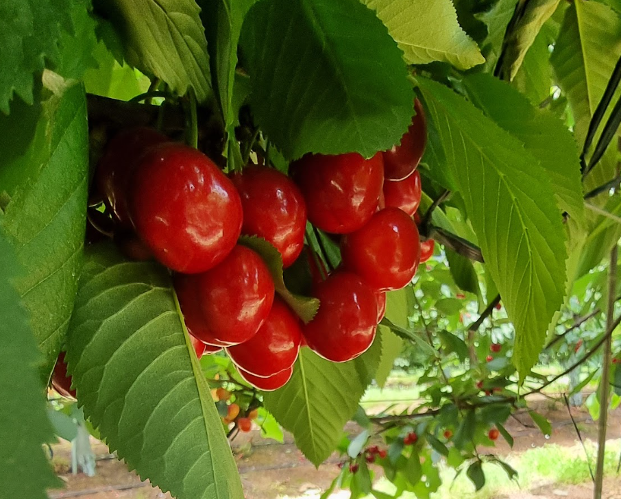 Optimizamos y mejoramos